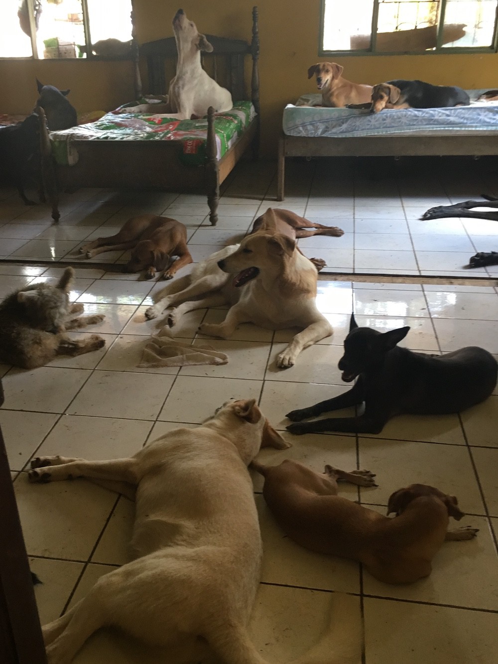 The dogs at Cristina's refuge